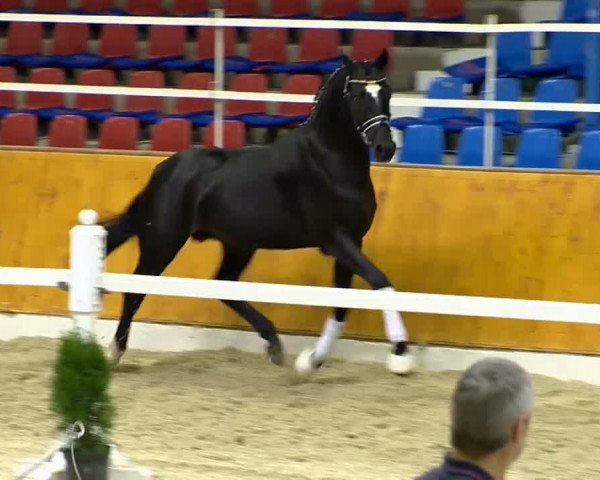 dressage horse Founded (Oldenburg, 2012, from Foundation 2)