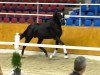 dressage horse Founded (Oldenburg, 2012, from Foundation 2)