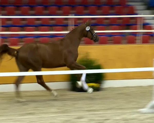 dressage horse Hengst von Floricello (Oldenburg, 2012, from Marburg's Floricello OLD)