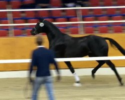 dressage horse Hengst von Don Olymbrio L (Oldenburg, 2012, from Don Olymbrio)