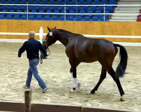 dressage horse Hengst von Destano (Oldenburg, 2012, from Destano)