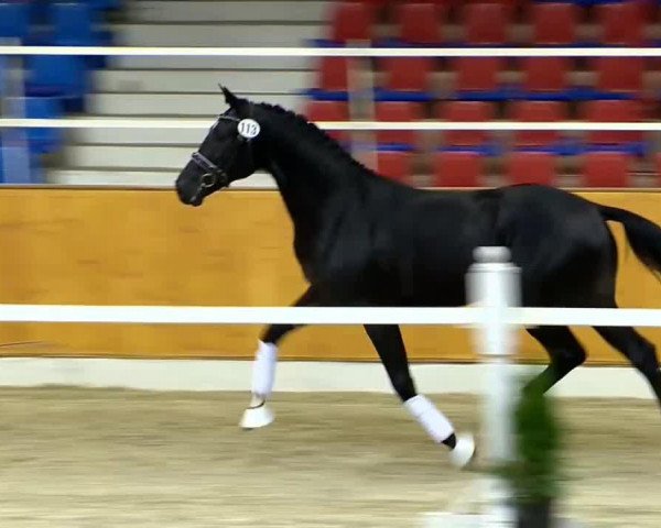 Dressurpferd Herpenaar (KWPN (Niederländisches Warmblut), 2012, von Charmeur)