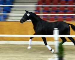 dressage horse Herpenaar (KWPN (Royal Dutch Sporthorse), 2012, from Charmeur)