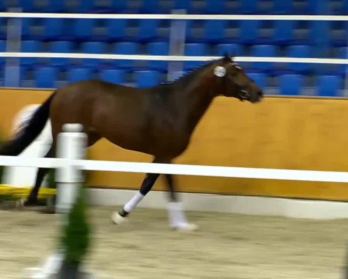 Deckhengst Gammelenggards Zappa (Dänisches Warmblut, 2012, von Zonik)
