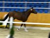 stallion Gammelenggards Zappa (Danish Warmblood, 2012, from Zonik)