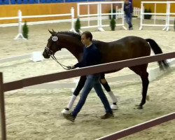 dressage horse San Amour 5 (Oldenburg, 2012, from Spörcken)