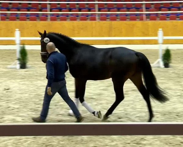 dressage horse Show Time 15 (Oldenburg, 2012, from Serano Gold)