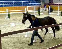 dressage horse Look for Dream (Hanoverian, 2012, from Londontime)