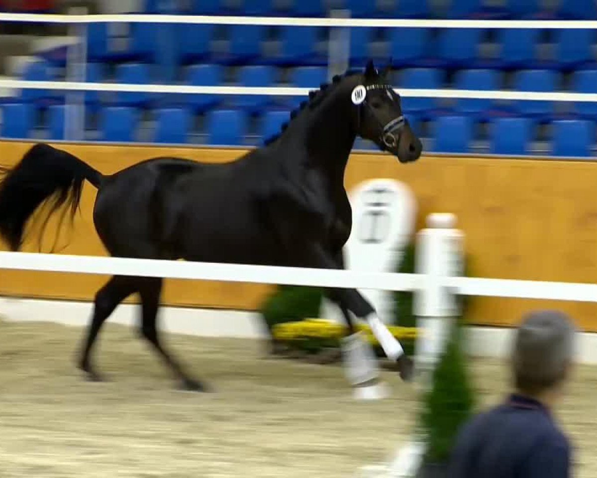 dressage horse Filgrim 3 (Oldenburg, 2012, from Fürstenball)