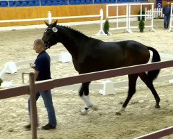 dressage horse Fontainebleau (Oldenburg, 2012, from Foundation 2)