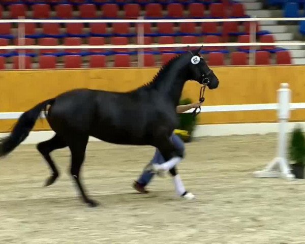 dressage horse Hengst von Detroit (Oldenburg, 2012, from Detroit)