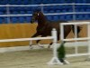 dressage horse Boston Gold 3 (Oldenburg, 2012, from Boston)