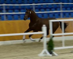 dressage horse Boston Gold 3 (Oldenburg, 2012, from Boston)