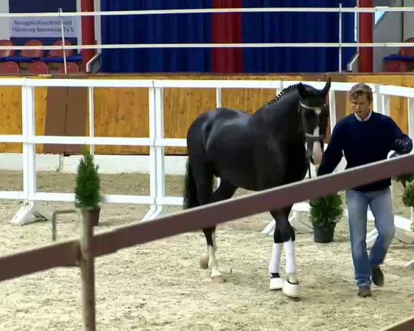 dressage horse Hengst von Negro (KWPN (Royal Dutch Sporthorse), 2012, from Negro)