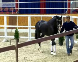 dressage horse Hengst von Negro (KWPN (Royal Dutch Sporthorse), 2012, from Negro)