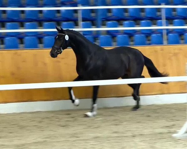 dressage horse Hengst von Daily Deal (Oldenburg, 2012, from Daily Deal)