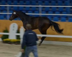 dressage horse Bippen Woods (Oldenburg, 2012, from Bretton Woods)