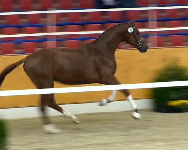 horse Villazon 2 (Oldenburg, 2012, from Vivaldi)