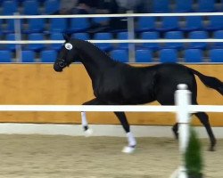 dressage horse Tintoretto (Oldenburg, 2012, from Sir Donnerhall I)