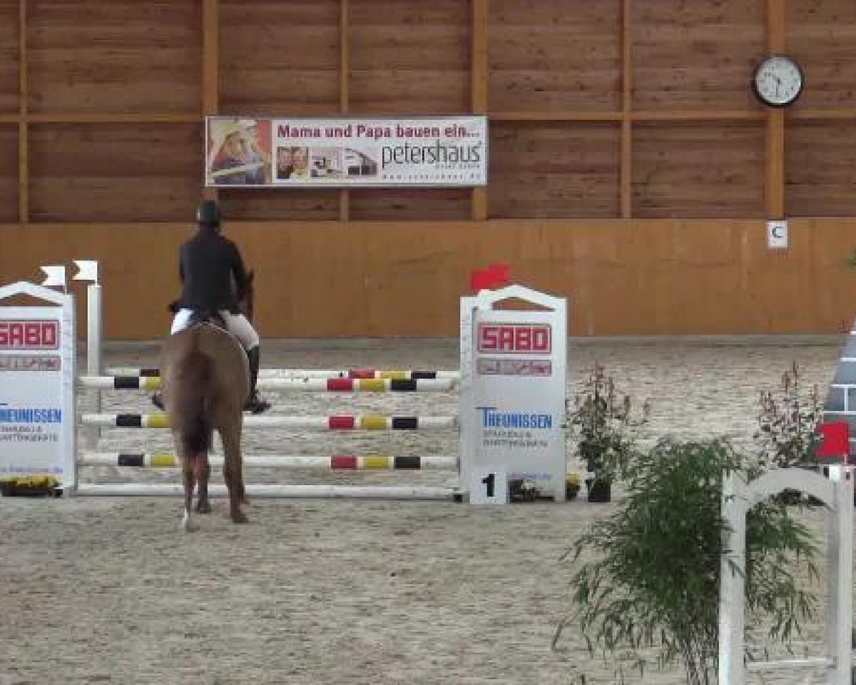 jumper Chapot 6 (Holsteiner, 2010, from Colman)