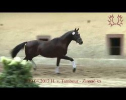 dressage horse Dossini (Trakehner, 2012, from Tambour)