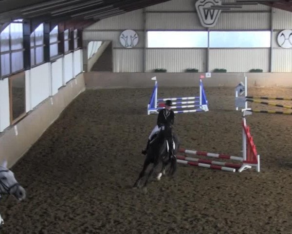 dressage horse Pado (unknown,  )