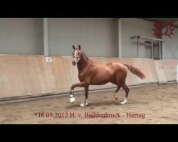 stallion Valiant (Trakehner, 2012, from Buddenbrock)