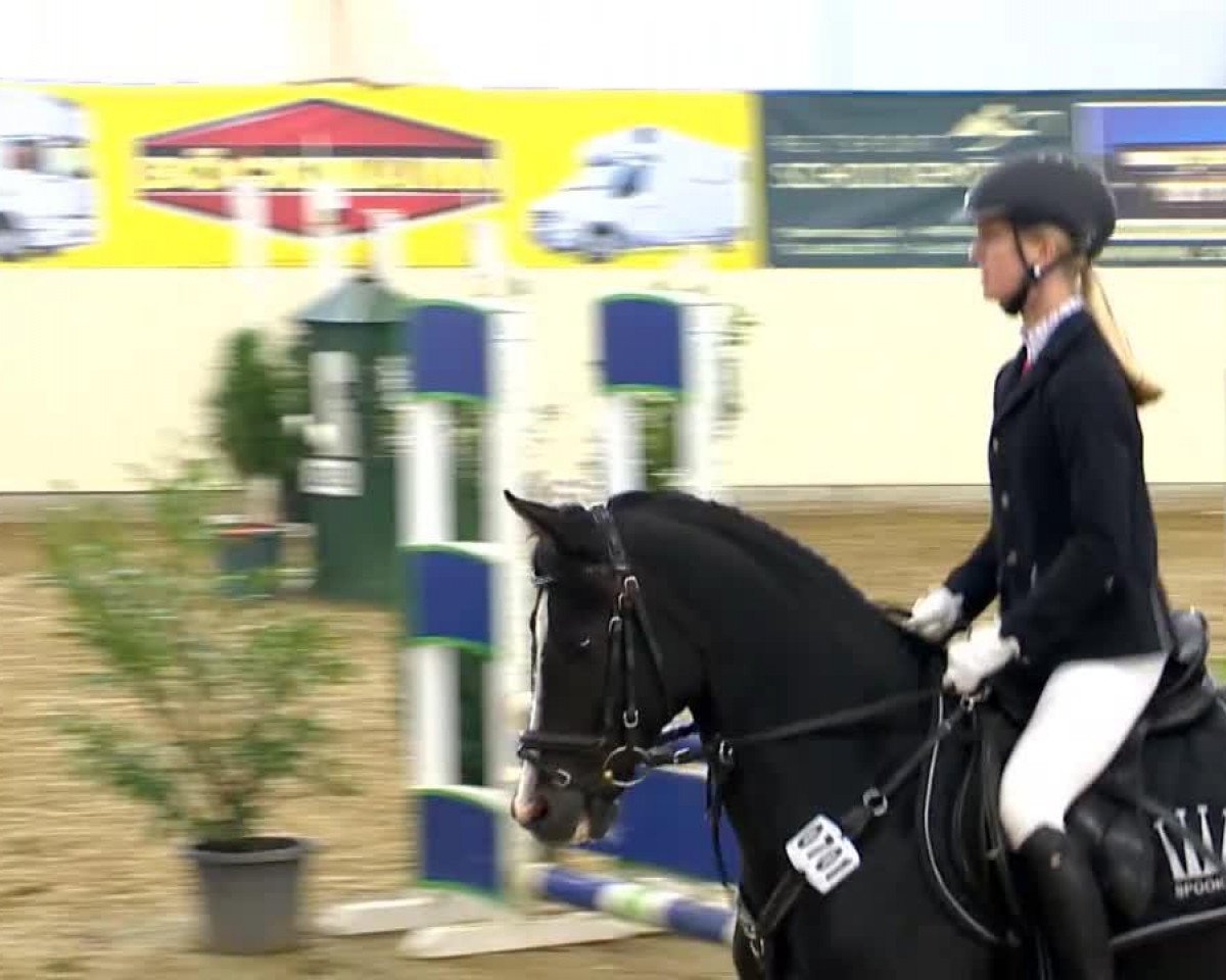 horse Dako 7 (German Riding Pony, 2005, from D'Artagnon)