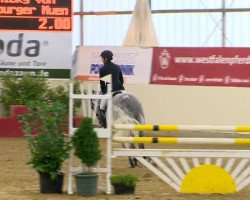 jumper Diador (Belgian Warmblood, 2007, from Diabeau)