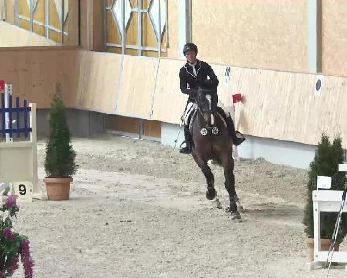 jumper Quick Born V (Danish Warmblood, 2005, from Quebec)