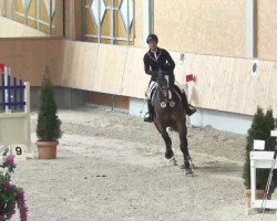 jumper Quick Born V (Danish Warmblood, 2005, from Quebec)