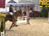 jumper Golden Boy 164 (KWPN (Royal Dutch Sporthorse), 2009, from Warrant)