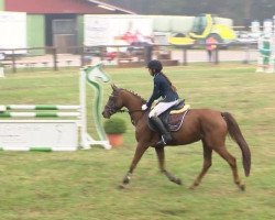 dressage horse Campina (unknown, 2006)