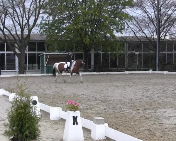 Dressurpferd Campino 493 (Pinto/Pony, 2002)