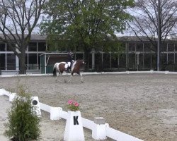 dressage horse Campino 493 (Pinto / Pony, 2002)