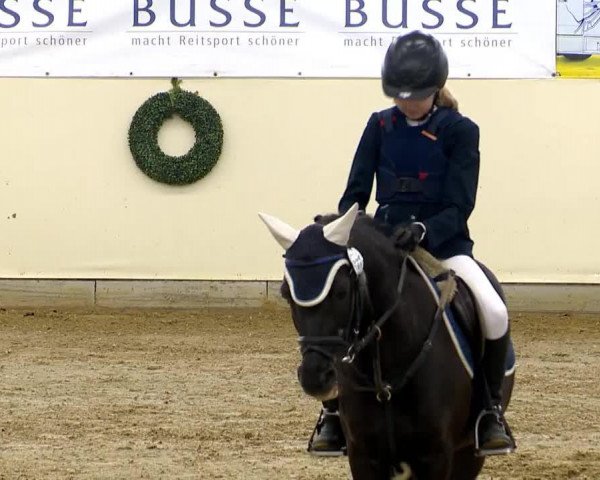 dressage horse Rico (German Riding Pony, 2005)