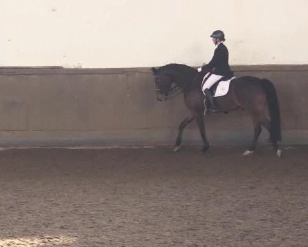 dressage horse Firefly 17 (Westphalian, 2007, from Fürstenreich)