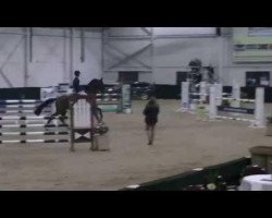 jumper Europe (KWPN (Royal Dutch Sporthorse), 2009, from Cantos)