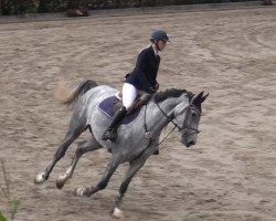 jumper Caribica (Oldenburg show jumper, 2010, from Cancara)