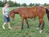 jumper Emy (KWPN (Royal Dutch Sporthorse), 2009, from Numero Uno)