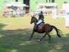 jumper Little Lego (Oldenburg show jumper, 2006, from Ludwig von Bayern 168 FIN)