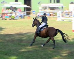 jumper Little Lego (Oldenburg show jumper, 2006, from Ludwig von Bayern 168 FIN)