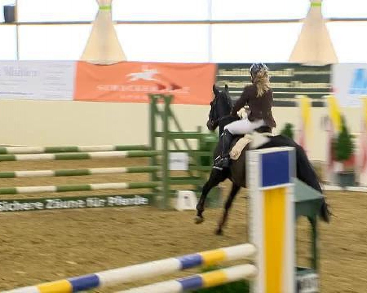 jumper Onlins (Oldenburg, 2009, from Orsetto xx)
