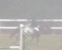 jumper Dana 394 (German Riding Pony, 2004, from Gershwin)