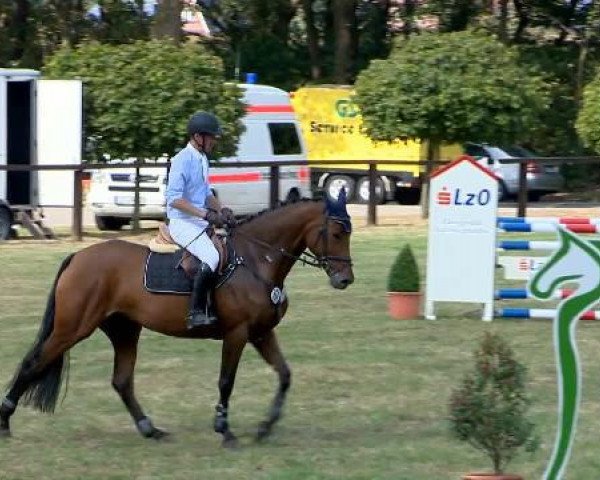 horse Leentje 2 (Oldenburg show jumper, 2009, from Cassini II)