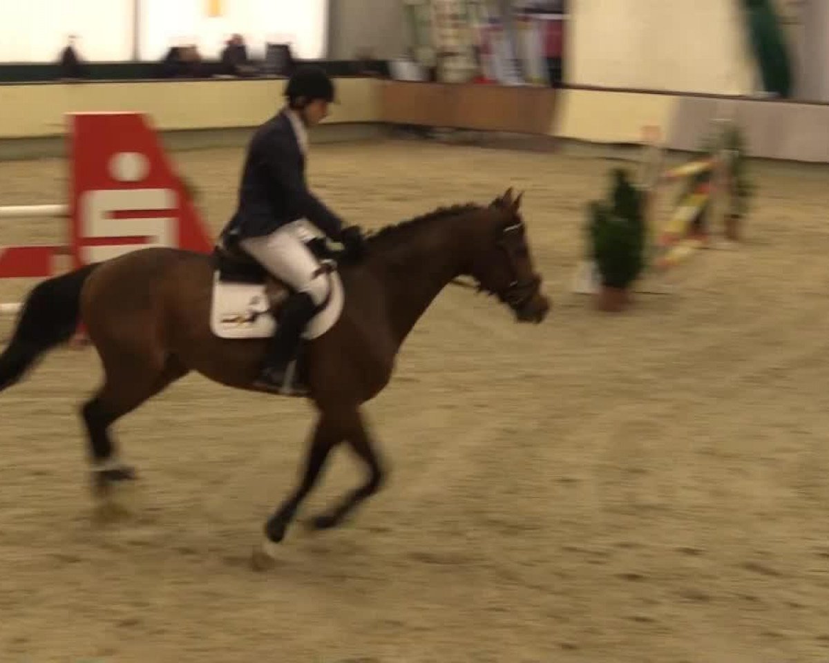 jumper Ares 147 (Oldenburg show jumper, 2007, from Arioso du Theillet)