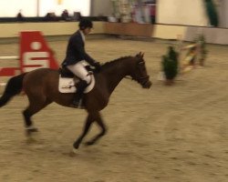 jumper Ares 147 (Oldenburg show jumper, 2007, from Arioso du Theillet)