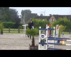 jumper Cliffer Z (Zangersheide riding horse, 2009, from Clintissimo 197 FIN)