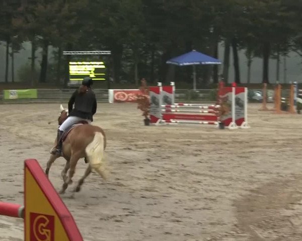 jumper Andalusio - L (Haflinger, 2005, from Antinor)