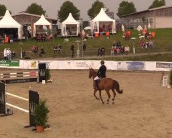 horse Buonacquisto (Oldenburg show jumper, 2004, from Baloubet du Rouet)